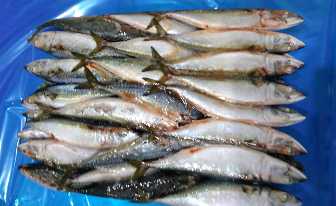 Pacific Mackerel